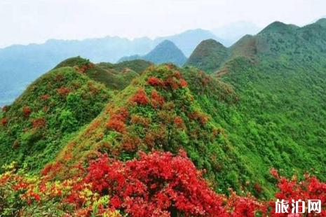 赣州周边哪里赏杜鹃花最好 