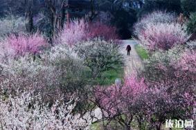 2019春节武汉景点优惠信息