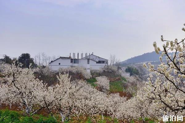 西安賞花的地方有哪些