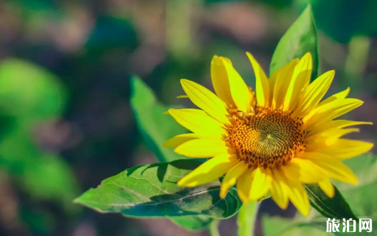 2019春节珠海赏花景点推荐