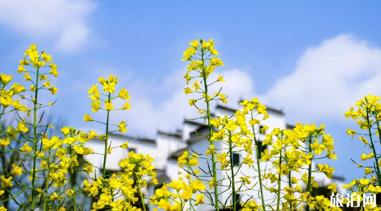 2019春节珠海赏花景点推荐