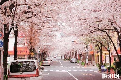 日本看樱花最好的时间 2019日本樱花预测开放时间+最佳观赏地点