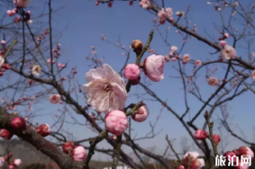 上海赏梅有哪些地方 2019上海赏梅最好的公园