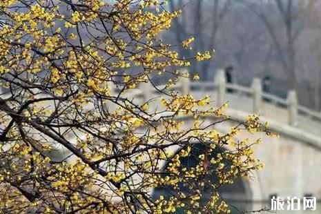 2019徐州赏花景点介绍