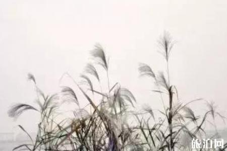 2019徐州赏花景点介绍