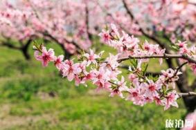 2019年林芝桃花节时间+最佳观赏点+最佳花期+线路推荐