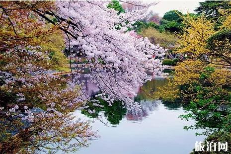 2019东京樱花攻略