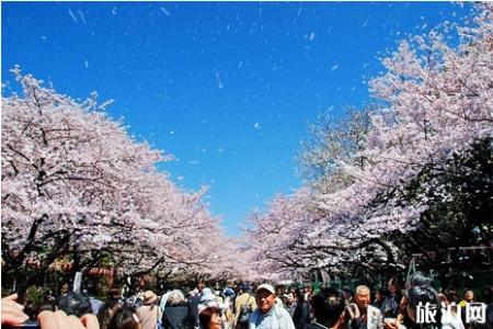 2022东京樱花攻略