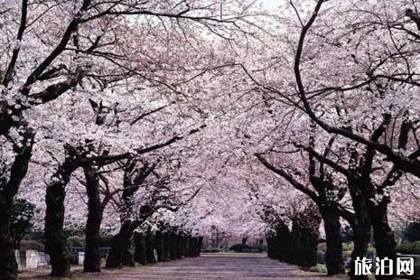 2019北海道樱花季攻略