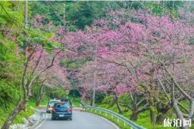 2022冲绳樱花什么时候开 赏樱地点推荐