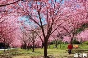 广州哪里樱花最好看 广州樱花什么时候开花