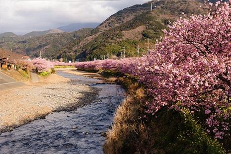 日本樱花几月份盛开 2019日本樱花观赏地推荐
