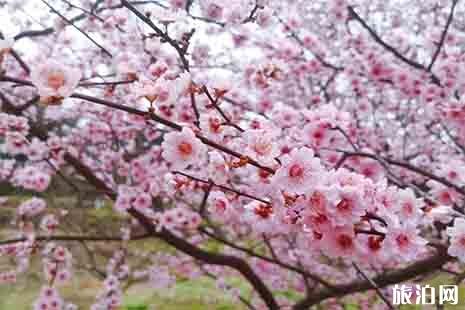 2019绍兴上虞梅花节2月16日开启