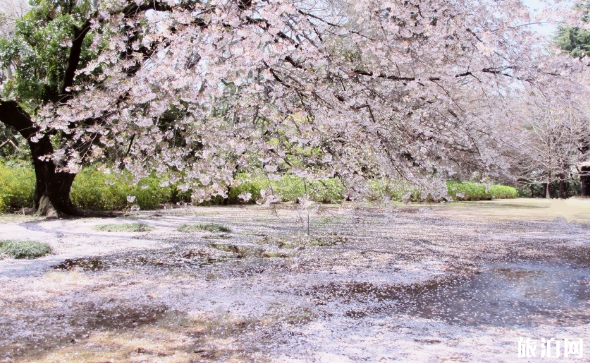 東京賞櫻注意事項(xiàng)