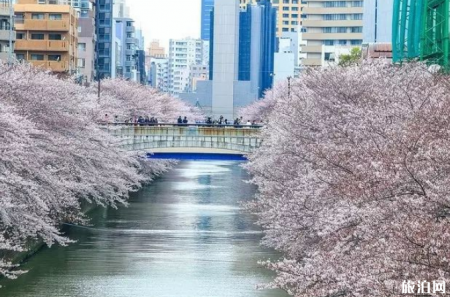日本樱花几月份盛开 2019日本樱花观赏地推荐