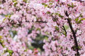 贵阳平坝樱花什么时候开 2022贵阳踏青赏花地点和交通推荐