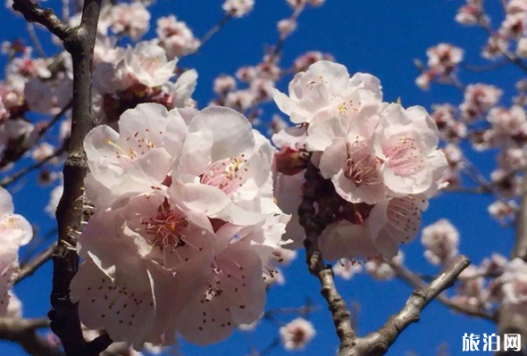 北京赏樱去哪里 2019北京桃花观赏地点推荐