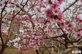 北京哪里有桃花 北京赏桃花攻略