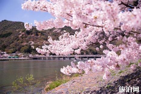 2019日本京都赏樱景点排行榜