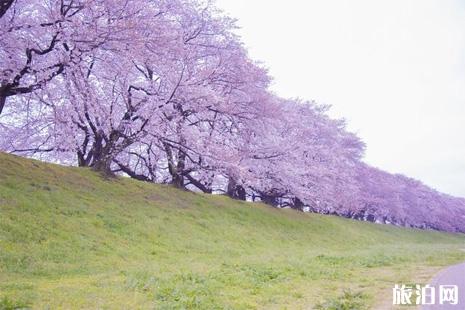 2019日本京都赏樱景点排行榜