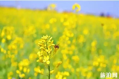 北海赤西油菜花文化節(jié)觀賞指南+停車信息