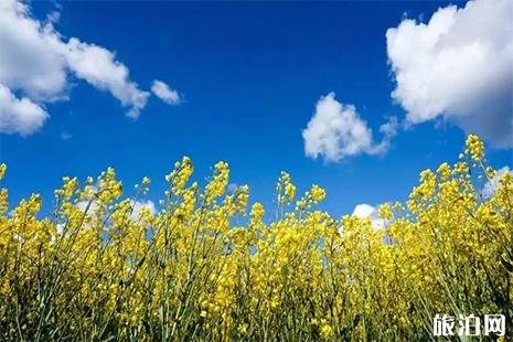 北海赤西油菜花文化節觀賞指南+停車信息