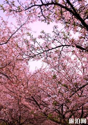 武汉三月可以赏樱吗 三月去武汉穿什么