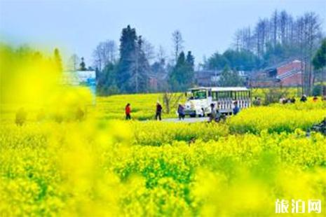 2019腾冲油菜花节时间 花期+游玩攻略