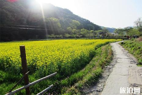 四川油菜花哪里最有名 油菜花地图