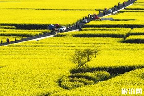 四川油菜花哪里最有名 油菜花地图