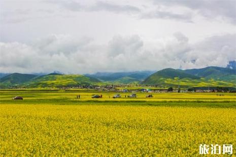 四川油菜花哪里最有名 油菜花地圖