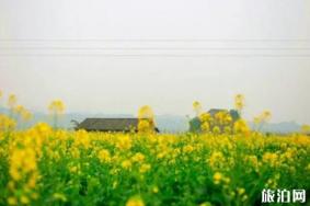2022重庆广阳岛油菜花观赏攻略