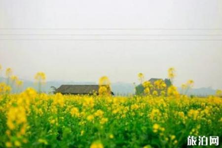 2022重庆广阳岛油菜花观赏攻略