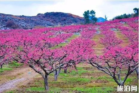 2019连州桃花节3月3日开启