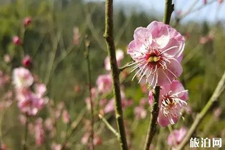 成都彭州哪里可以看梅花