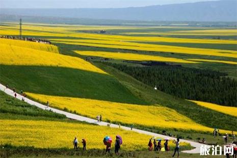 2019乐山赏油菜花地图 花期+地点