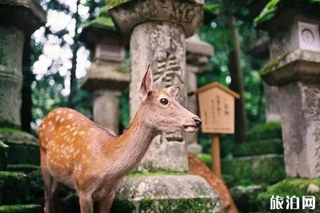 2019樱花季日本机票多少钱+赏樱推荐地