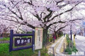 京都小众樱花旅游景点推荐