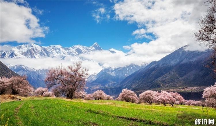 國內上半年賞花去哪里 2019賞花地點推薦