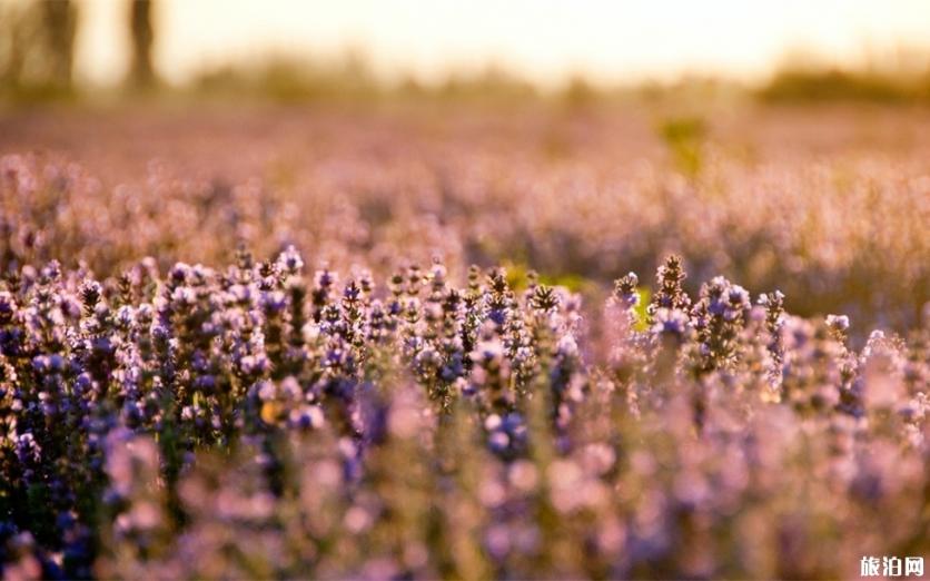 國內上半年賞花去哪里 2019賞花地點推薦