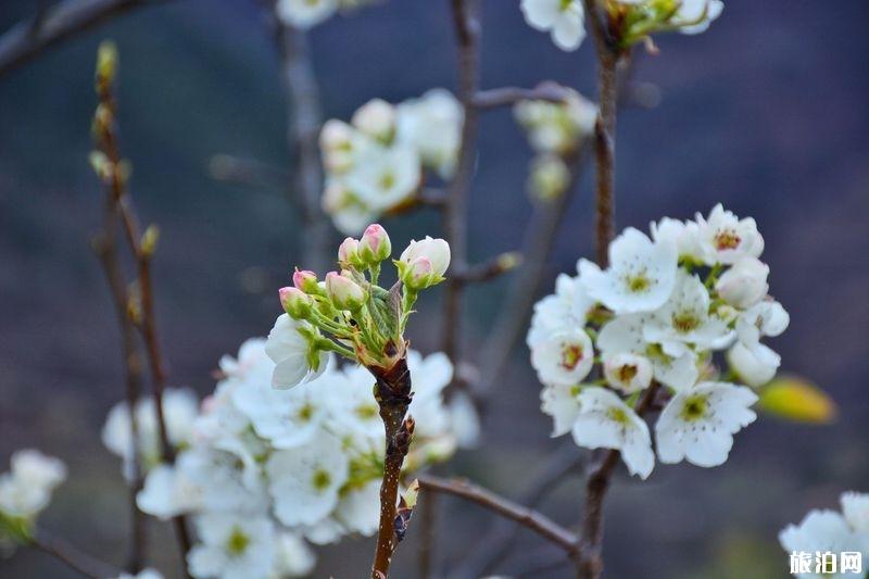 国内上半年赏花去哪里 2019赏花地点推荐