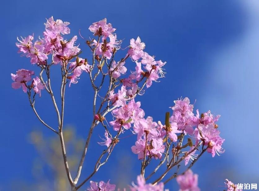 國內上半年賞花去哪里 2019賞花地點推薦