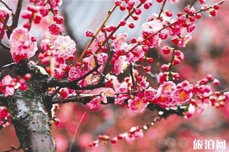 武汉东湖梅花节2019门票+优惠政策+花期