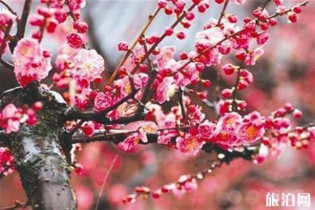 武汉东湖梅花节2019门票+优惠政策+花期