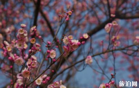 武汉东湖梅花节2019门票+优惠政策+花期