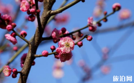 武汉东湖梅花节2019门票+优惠政策+花期