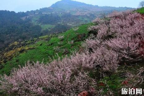 2019大邑雾山乡梅花观赏攻略