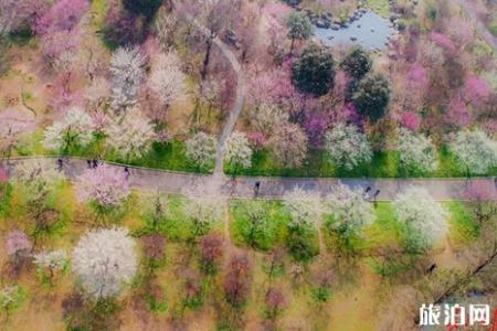 2019年东湖赏花联票价格+使用指南+交通指南