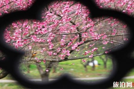2019年东湖赏花联票价格+使用指南+交通指南