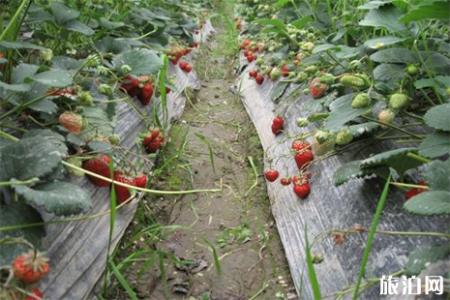 武汉市区摘草莓的地方 武汉什么时候摘草莓